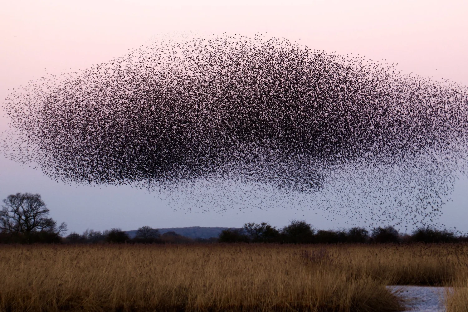 Swarming Backlog Items
